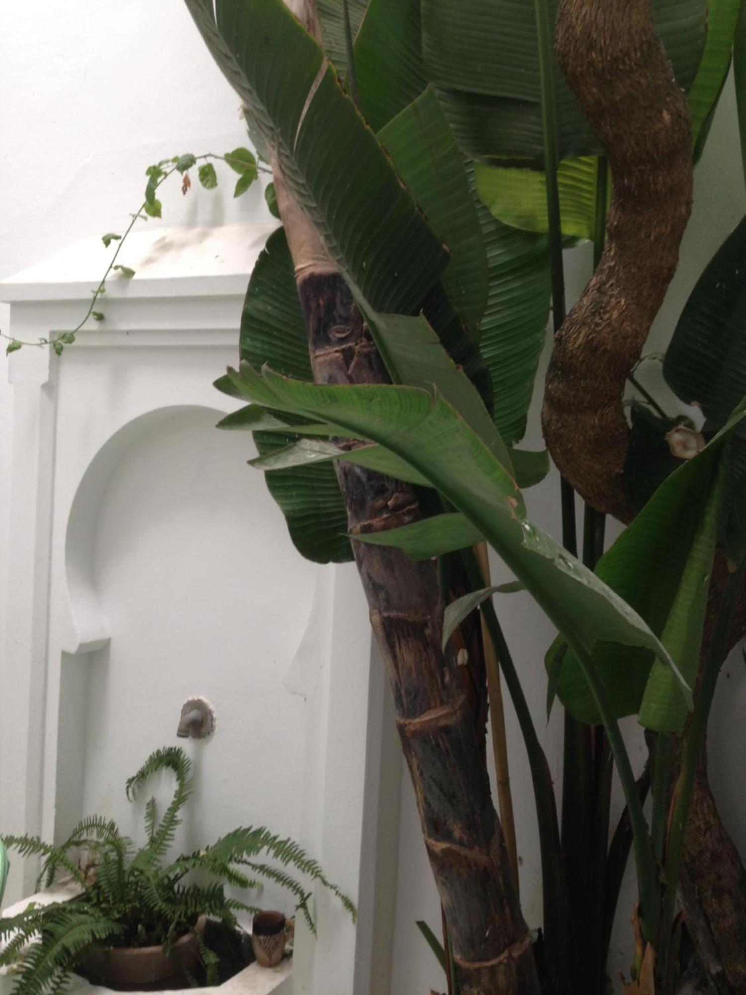 Casabonita Villa Asilah Exterior photo